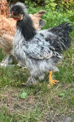 Zijdehoen haantje, Dieren en Toebehoren, Mannelijk, Kip