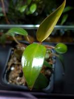 Philodendron NOID (zeldzaam, aroid), Ophalen of Verzenden, Halfschaduw, Minder dan 100 cm