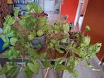 Bloempot en plant, Gebruikt, Rond, Binnen, Ophalen of Verzenden