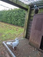 Sierduiven.mooi in duiventil, Meerdere dieren, Overige soorten