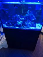 Red Sea Reefer 250L zeeaquarium, incl. apparatuur., Dieren en Toebehoren, Vissen | Aquaria en Toebehoren, Ophalen, Gebruikt, Gevuld zeewateraquarium
