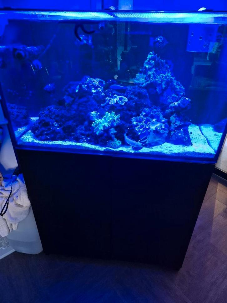 Red Sea Reefer 250L zeeaquarium, incl. apparatuur., Dieren en Toebehoren, Vissen | Aquaria en Toebehoren, Gebruikt, Gevuld zeewateraquarium