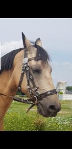 Spaans Barok hoofdstel en bijpassend borsttuig, Dieren en Toebehoren, Ophalen of Verzenden, Gebruikt, Overige soorten