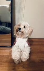 Dekreu aangeboden – lieve Maltipoo "Woefels", Dieren en Toebehoren, Rabiës (hondsdolheid), Reu, 1 tot 2 jaar, Eén hond