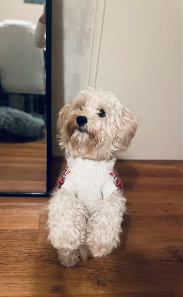 Dekreu aangeboden – lieve Maltipoo "Woefels", Dieren en Toebehoren, Honden | Dekreuen, Reu, Particulier, Eén hond, Nederland, 1 tot 2 jaar