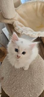 Ragdoll kater kittens, Dieren en Toebehoren, Kater, Ontwormd