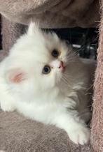 🐾 2 gezonde kittens:  Britse Langhaar met krullen 🐾, Dieren en Toebehoren, Meerdere dieren, Gechipt, 0 tot 2 jaar