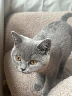 Britse Korthaar Kitten, Dieren en Toebehoren, Katten en Kittens | Overige Katten, Poes