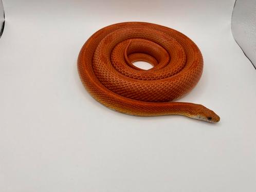 Rattenslang, Dieren en Toebehoren, Reptielen en Amfibieën, Slang, 3 tot 6 jaar