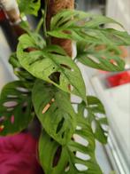 Monstera adansonnii mint, Ophalen of Verzenden, Overige soorten, Minder dan 100 cm