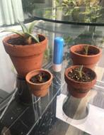 De baby ‘s van 6 maanden oude stekjes blauw Agave Ameicana, Ophalen of Verzenden, Minder dan 100 cm, Bloeiende kamerplant, Volle zon
