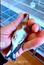 te koop parva putter man 2025