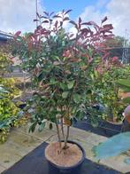 meerstammige Photinia en Elaeagnus, Ophalen, Halfschaduw, Overige soorten
