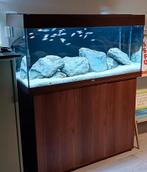 Compleet Malawi aquarium Rio180 met cichliden, Ophalen, Zo goed als nieuw, Gevuld zoetwateraquarium
