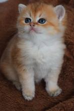 Britse korthaar kittens, Dieren en Toebehoren, Katten en Kittens | Raskatten | Korthaar, Meerdere dieren