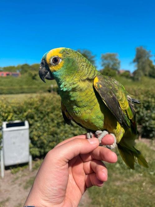 vrij tamme amazone blauw voorhoofd 7 maanden, Dieren en Toebehoren, Vogels | Parkieten en Papegaaien, Papegaai, Geslacht onbekend