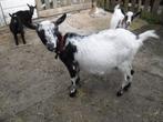 hoornloze dwerggeitje, Dieren en Toebehoren, Schapen, Geiten en Varkens, Vrouwelijk, Geit, 0 tot 2 jaar