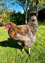 Tamme haan ‘Gerrit’, Orpington / Marans., Dieren en Toebehoren, Mannelijk, Kip