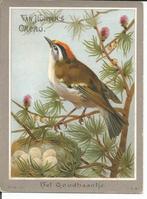 reclamekaart vogels  van Houten Cacao, Weesp, Ophalen of Verzenden, Zo goed als nieuw, Overige typen