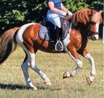 Grote B kinder pony, Dieren en Toebehoren, Gechipt, Ruin, Dressuurpony, C pony (1.27m tot 1.37m)