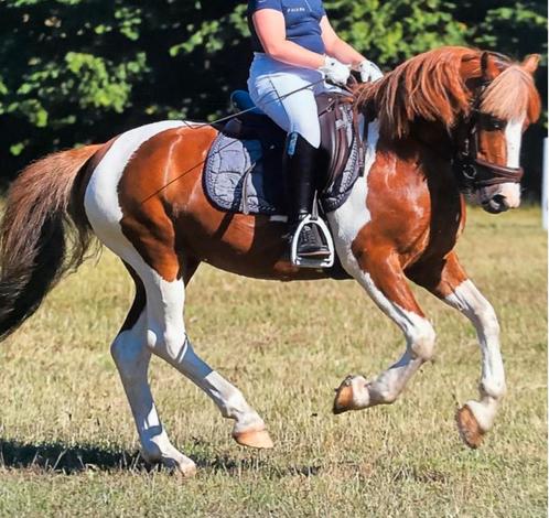 Grote B kinder pony, Dieren en Toebehoren, Pony's, Ruin, C pony (1.27m tot 1.37m), Dressuurpony, 11 jaar of ouder, Gechipt, Ontwormd
