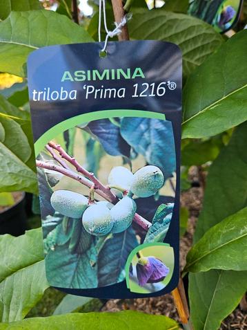 Asimina triloba Prima 1216 / pawpaw boom / eetbare vruchten  beschikbaar voor biedingen
