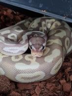 Koningspython 1.0  (2023) Python Regius Banana-Mojave, Dieren en Toebehoren, Reptielen en Amfibieën, Slang, Tam, 0 tot 2 jaar