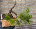 Juniperus chinensis, Tuin en Terras, Ophalen of Verzenden, Overige soorten
