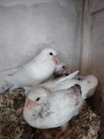 Aangeboden 2 nestkoppels Birmingham rollers samen 30€, Meerdere dieren