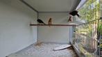 Te koop jonge Barmsijsjes, Dieren en Toebehoren, Vogels | Overige Vogels, Geslacht onbekend, Wildzangvogel, Geringd
