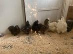 Zijdehoenders te koop, Dieren en Toebehoren, Pluimvee, Vrouwelijk, Kip