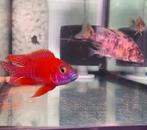 Aulonocara Rubin Red Exclusief!!!, Vis