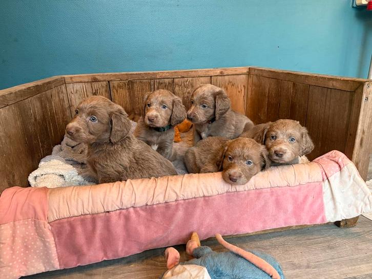 Weimaraner langhaar pups, Dieren en Toebehoren, Honden | Setters en Staande honden, Meerdere dieren, Overige rassen, Fokker | Professioneel
