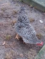 2 kippen in mei 1 jaar oud gratis afhalen, Dieren en Toebehoren, Pluimvee, Vrouwelijk, Kip