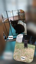 Super lieve kittens GRATIS, Meerdere dieren