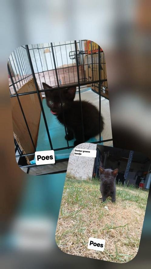 Super lieve kittens GRATIS, Dieren en Toebehoren, Katten en Kittens | Overige Katten, Meerdere dieren
