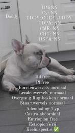 Franse bulldog ter dekking aangeboden, Rabiës (hondsdolheid), 3 tot 5 jaar, België, Reu