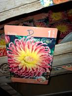 Dahlia's 7 stuks 10 euro, Tuin en Terras, Ophalen of Verzenden, Voorjaar, Volle zon, Knol