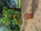 Calamondin (Citrus Madurensis), Tuin en Terras, Overige soorten, Minder dan 100 cm, Zomer, Ophalen