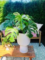 Schitterende Monstera Albo Variegate in grote Elho bloempot, Huis en Inrichting, Kamerplanten, Ophalen of Verzenden, Overige soorten