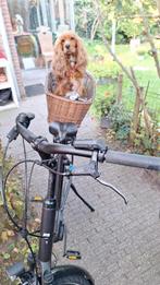 Engelse cocker spaniel mag gedekt worden, Teef, Rabiës (hondsdolheid), Eén hond, Spaniël