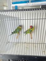 Koppel pruimkoppen, Dieren en Toebehoren, Vogels | Parkieten en Papegaaien, Meerdere dieren, Parkiet