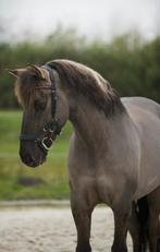 Super lief alround E pony te koop, Dieren en Toebehoren, Paarden, Minder dan 160 cm, Gechipt, Ruin, L