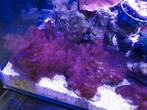 Lederkoralen, Dieren en Toebehoren, Vissen | Aquariumvissen, Overige typen