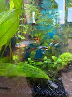 Snakeskin guppen gratis, Dieren en Toebehoren, Vissen | Aquariumvissen, Vis