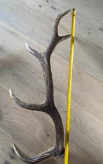 afwerpstang gewei hert 86 cm hertengewei mancave decoratie, Ophalen of Verzenden, Gebruikt, Hert, Gewei of Kop