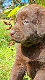 Onwijs mooie kruising friese stabij x labrador puppies ...., Dieren en Toebehoren, Nederland, Overige rassen, 8 tot 15 weken, CDV (hondenziekte)