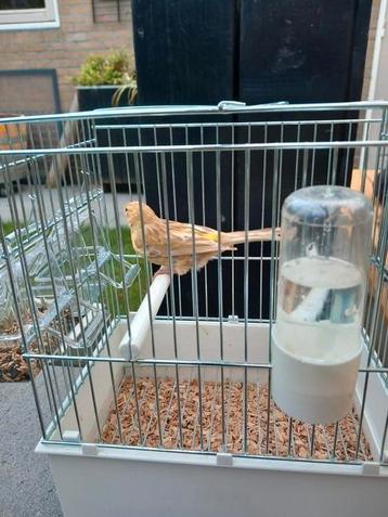 Gevraagt jonge Kanaries bastaarden  beschikbaar voor biedingen