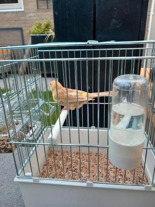 Gevraagt jonge Kanaries bastaarden, Dieren en Toebehoren, Vogels | Kanaries, Meerdere dieren