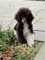 bruin/witte harlekijn dwergpoedel pup, Poedel, 15 weken tot 1 jaar, Reu, CDV (hondenziekte)